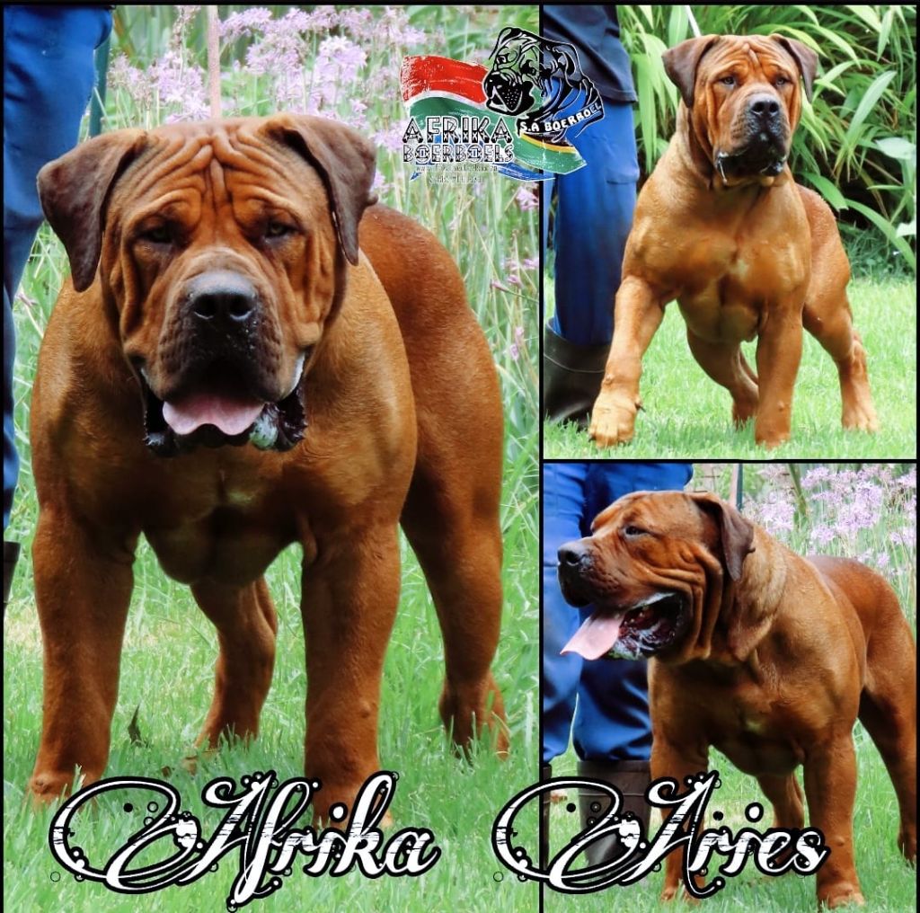 Afrika Buddy — Foundation Stud Dog