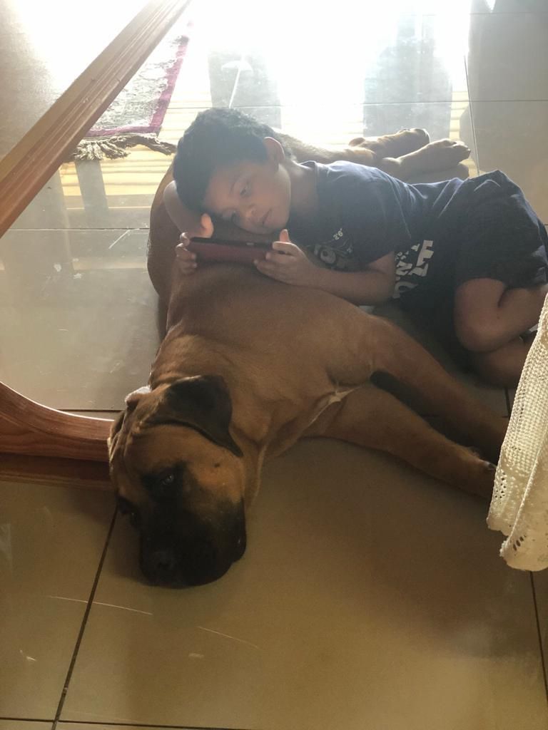 Young boy cuddling with an adult Boerboel — the bond between family and guardian