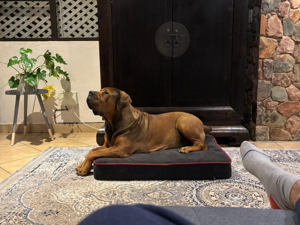 Adult Boerboel alert and watchful in an elegant South African home