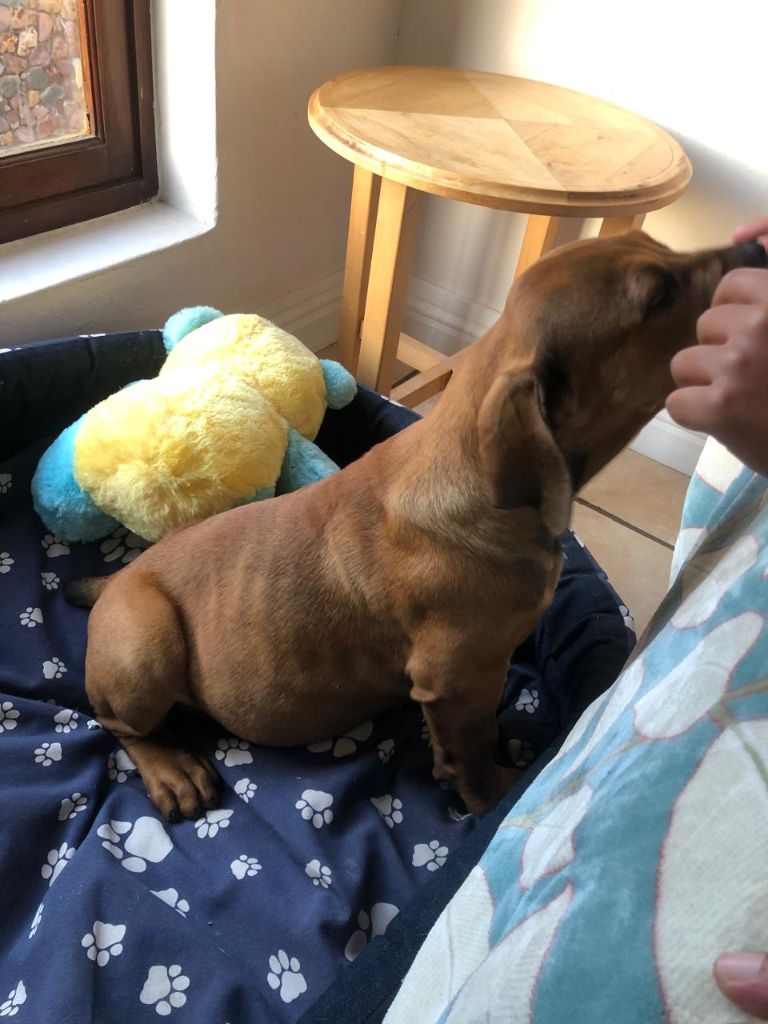 Boerboel puppy being socialised and hand-fed — building trust from day one