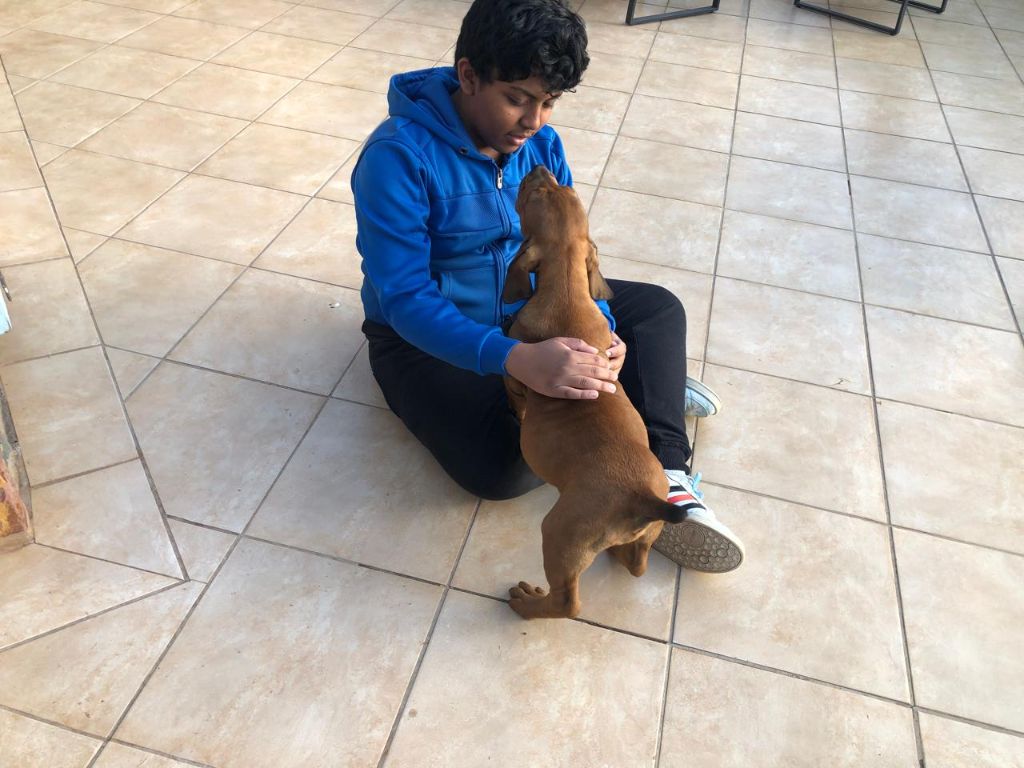 Teenager bonding with a Boerboel puppy — socialisation begins early