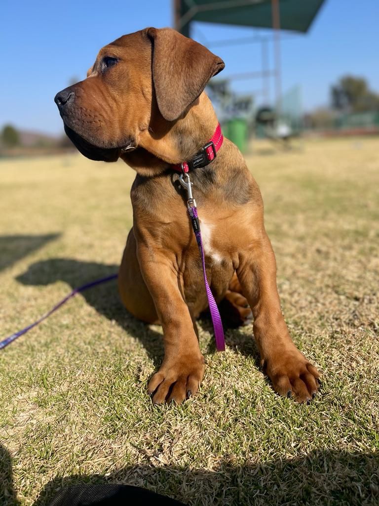 Boerboel puppy confidently sitting outdoors on leash — early training