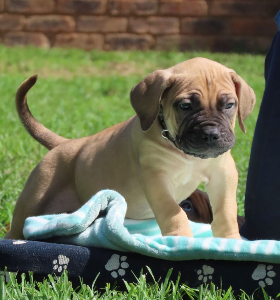 Afrika Boerboels bloodline example